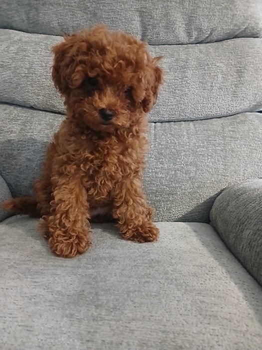 Pudel miniatura red suczka.