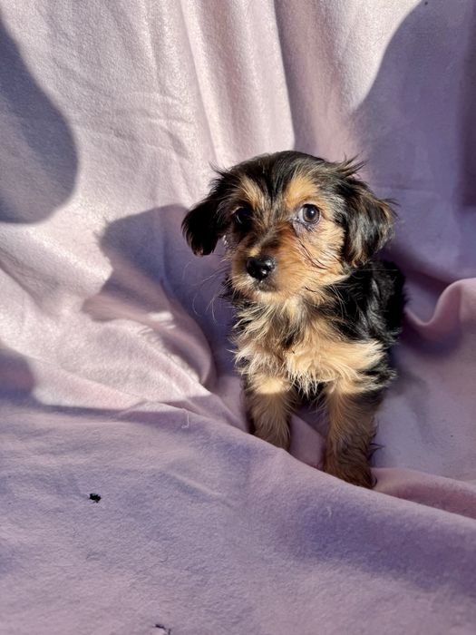 Menina - 2.5 meses, xYorkshire (5kg)