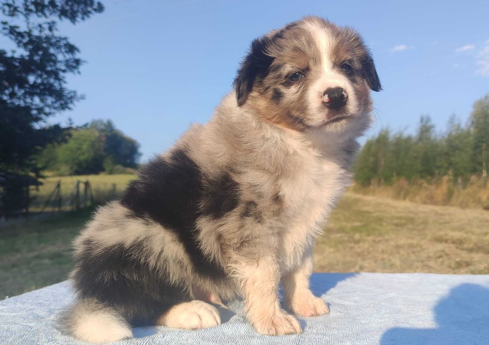 Pies blue-merle BORDER COLLIE - pełna dok.