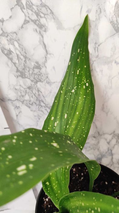 Aspidistra сорт "Milky Way" (Аспідістра Мілкі Вей)