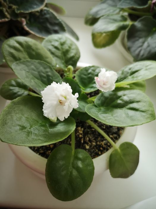 Продам сенполию(фиалку)