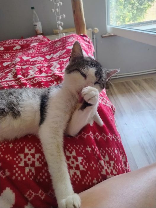 Brutuś FIV+,koci senior uratowany przed śmiercią,daj Mu szansę na życi