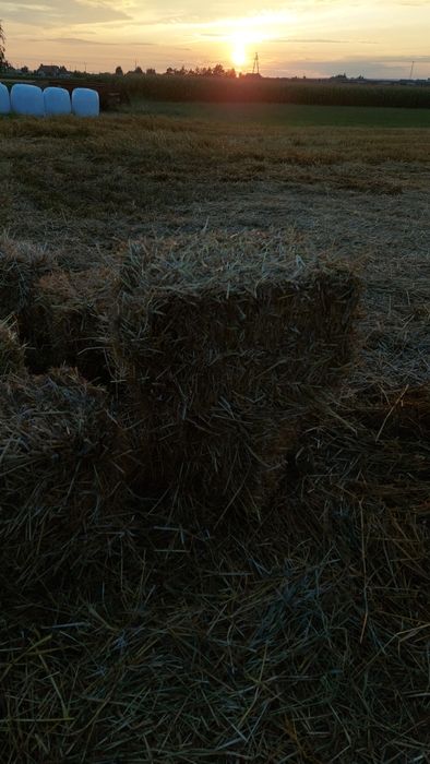 Słoma owsiana zbiór 2025r