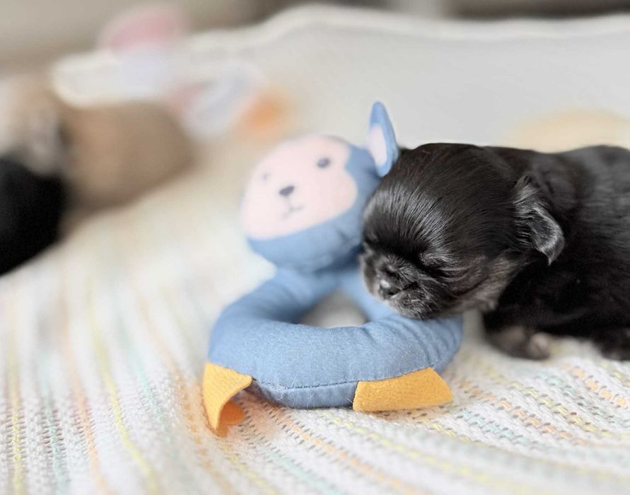 Maleńki trikolorek WEDELEK  -  chihuahua długowłosy FCI ZKwP