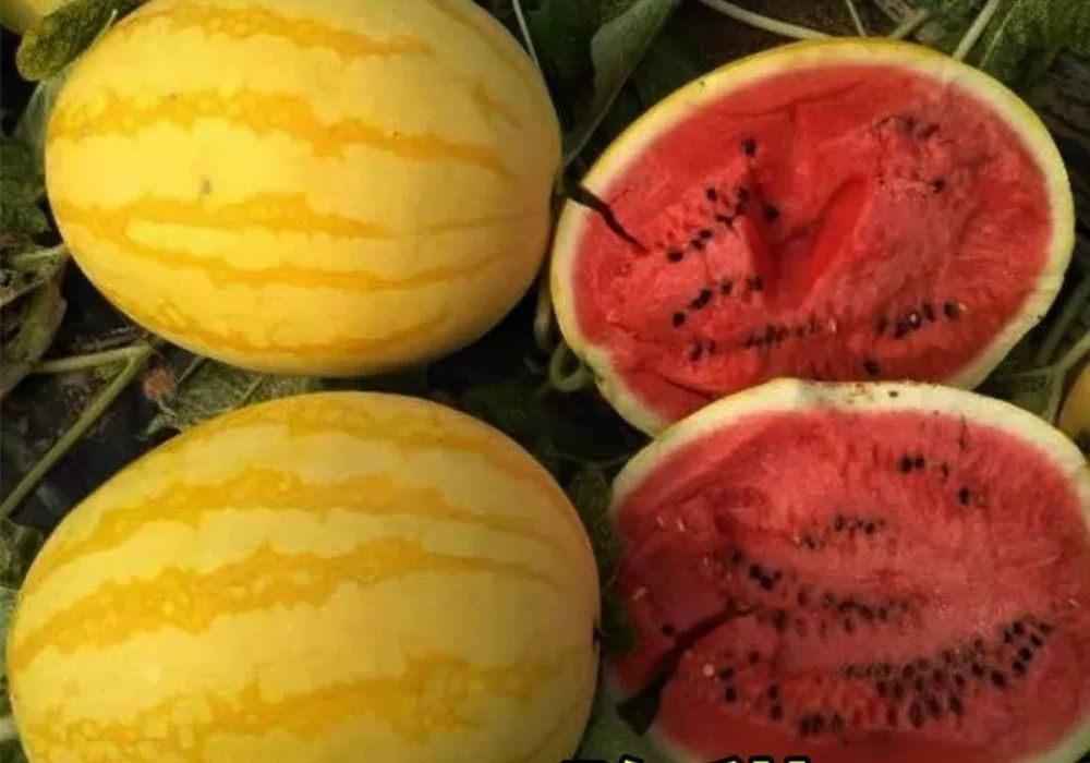 Семена  арбуза Медовый Шар