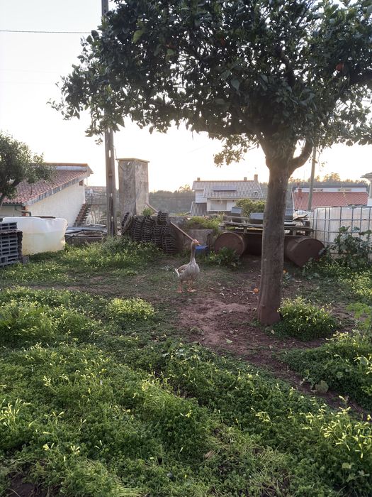 Moradia para recuperar com 650m2 de terreno
