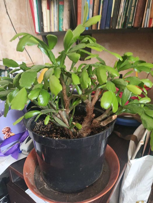 Кімнатні квіти. Від 70 грг