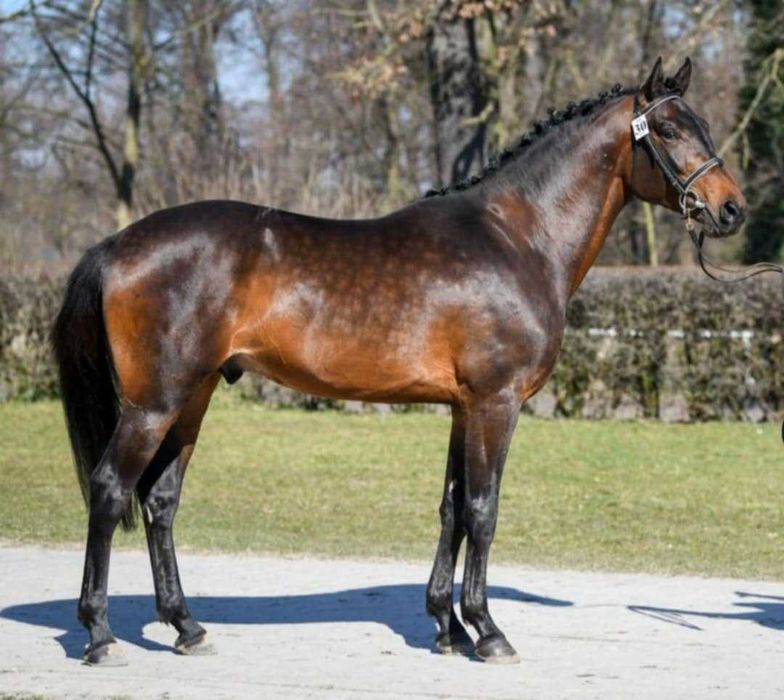 OGIER Małopolski z licencją