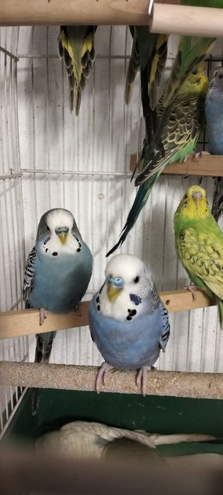 Sprzedam papugi faliste