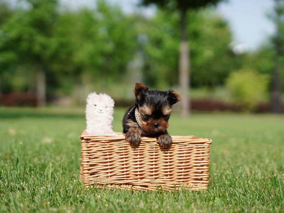 Щеночки красавчики