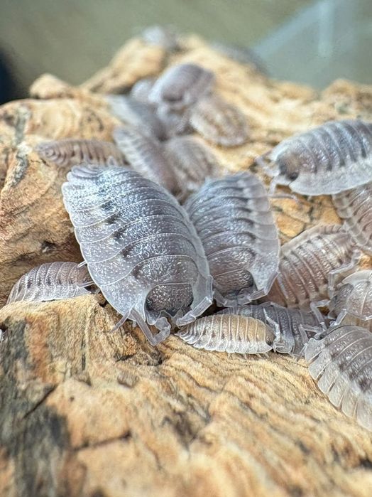 Porcellio spatulatus "Coros" 10 sztuk