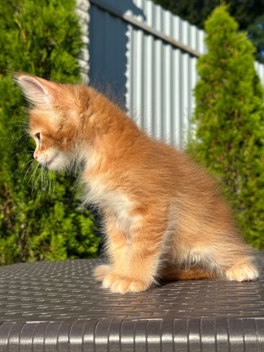 Leonardo-Kocurek Maine Coon
