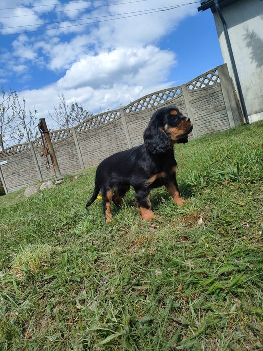 Cavalier King Charles spaniel piesek