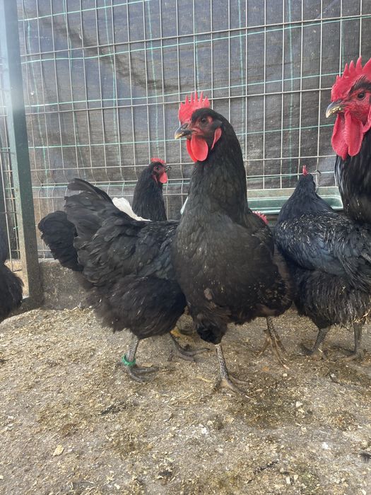 Ovos de jersey gigante