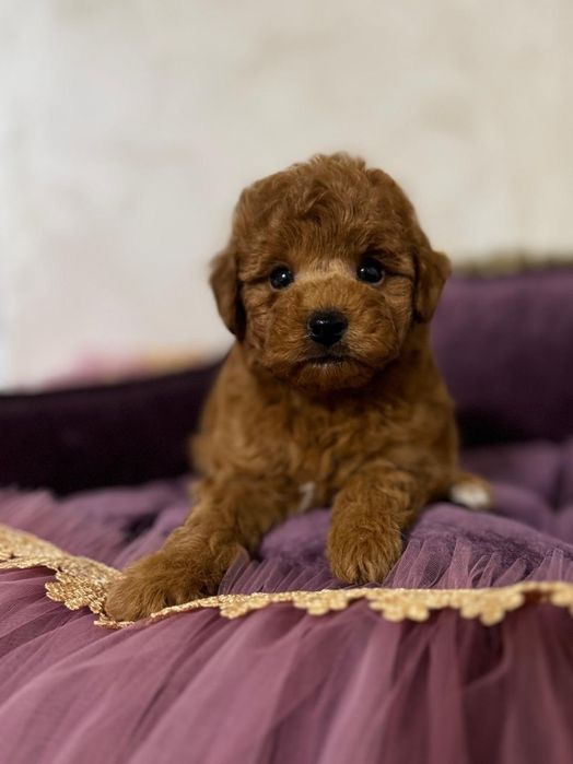 Хлопчик красунчік той пудель,на подарунок