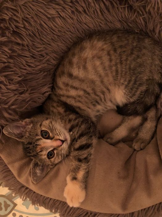 Śliczna pręgowana 3,5 miesięczna mała kotka do adopcji