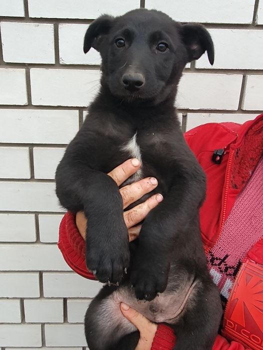 Хлопчики 4 міс. шукають дім