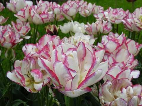 100кг- 50грн/кг, від 500 до 1т - 40 грн,від тонни по 30 грн