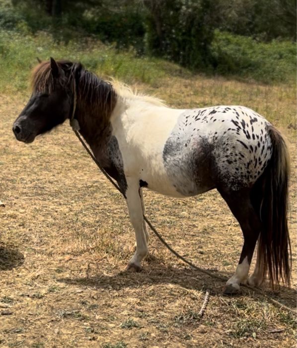 Ponei apalosa lindissimo