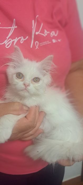 Gatinha persa branquinha
