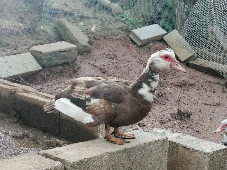 Patos mudos castanhos
