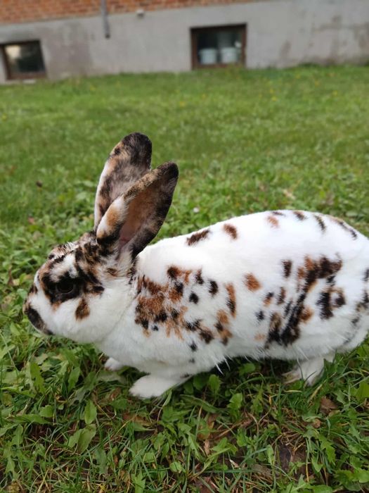 Króliki, rex trójbarwny