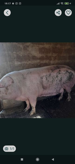 Принимаю хряки кнуры свиноматки нутряки дорезы