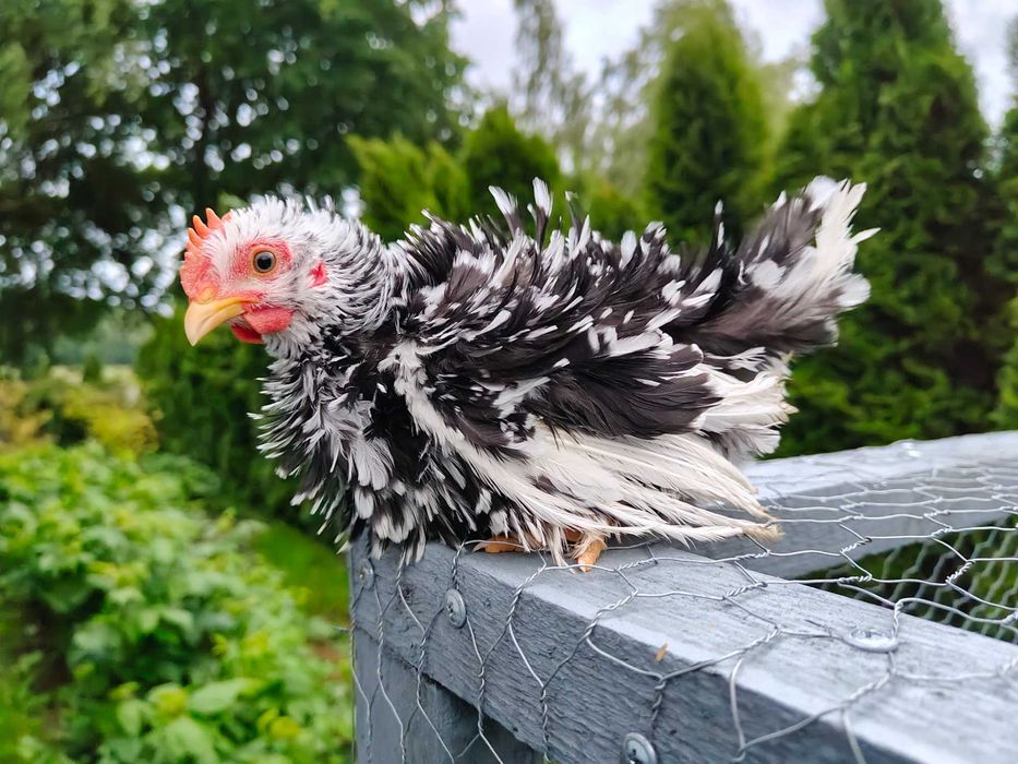Kury Chabo szabo młode, drób ozdobny kury