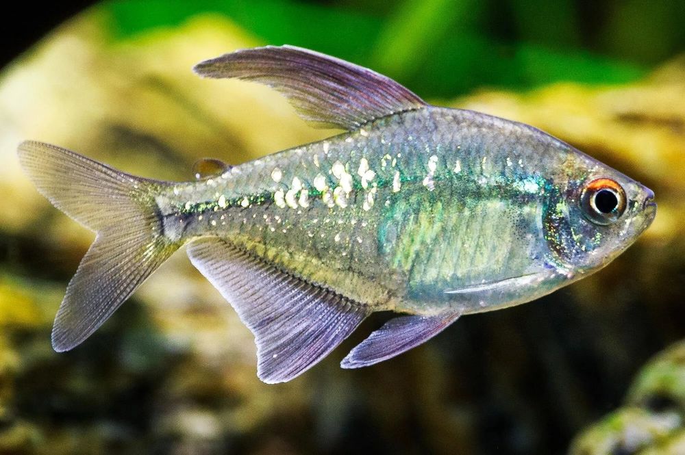 Vendo Tetra Diamante