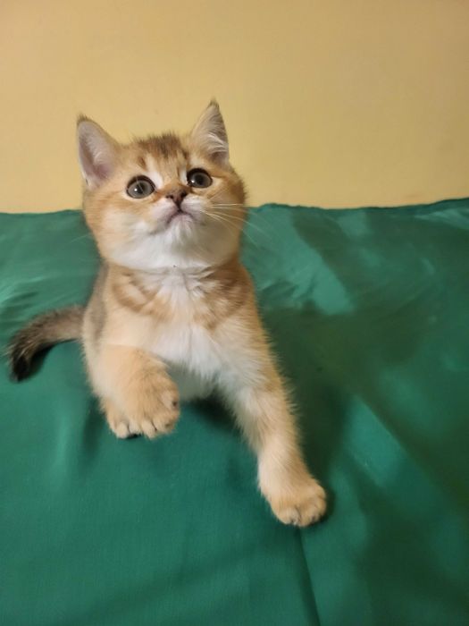 Хлопчик золота шиншилла.