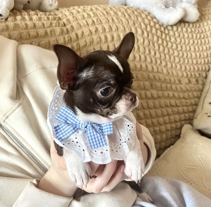 Девочка чихуа шоколад, 3,5 месяца