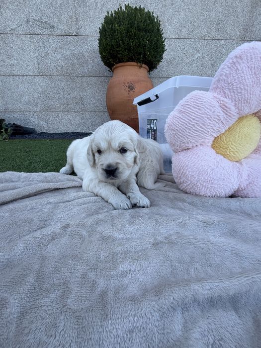 Golden Retriever  femea fantastica