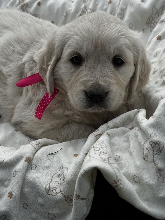 Szczeniak golden retrivier