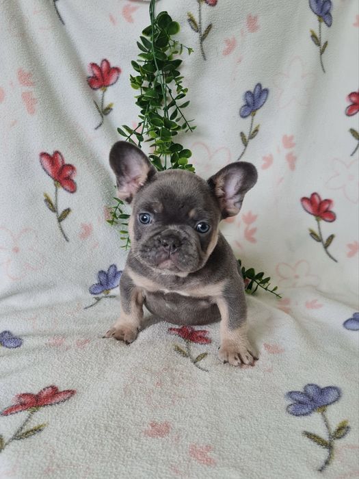 Excelente  blue tan Bulldog/Bouledogue Frances de Qualidade