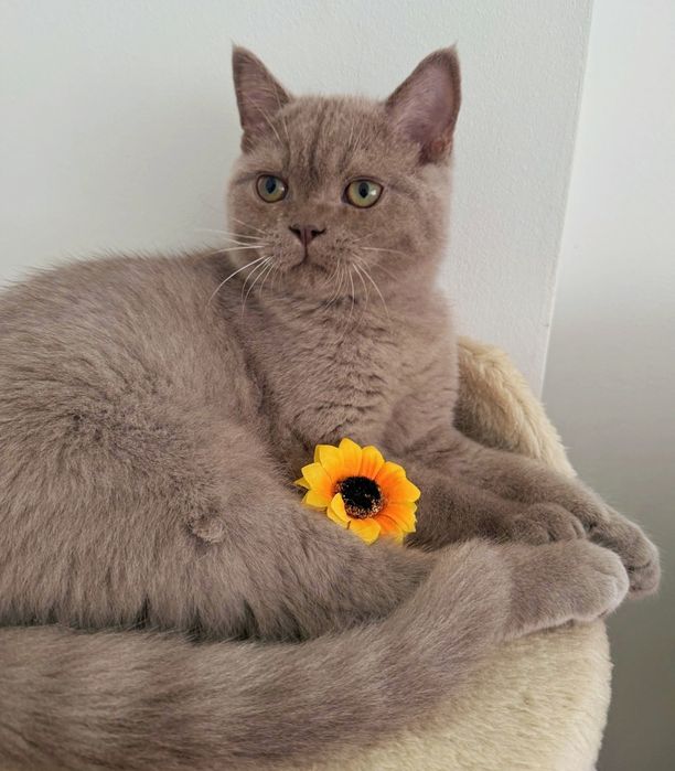 Macho British Shorthair lilac