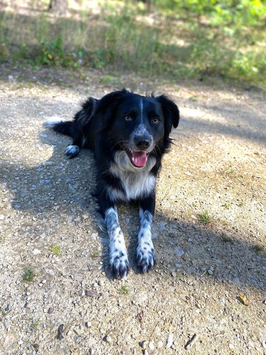 Rufus Border Collie szuka domu!