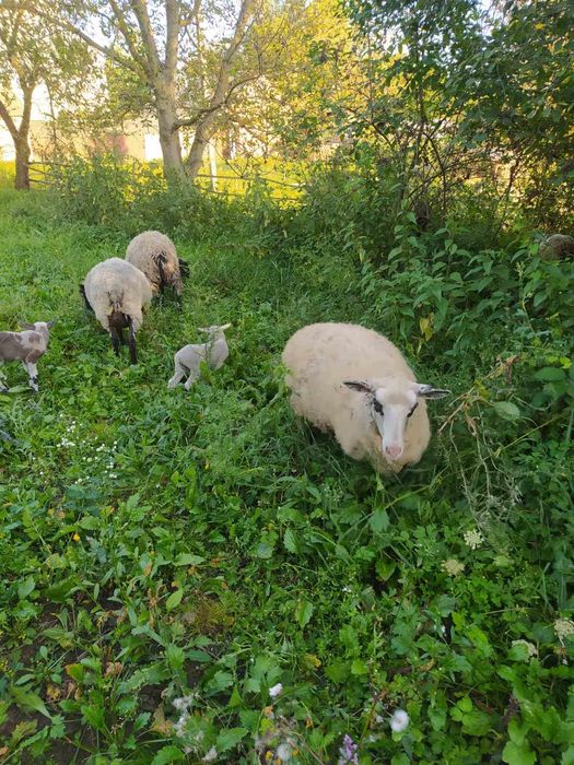 Продаються вівці