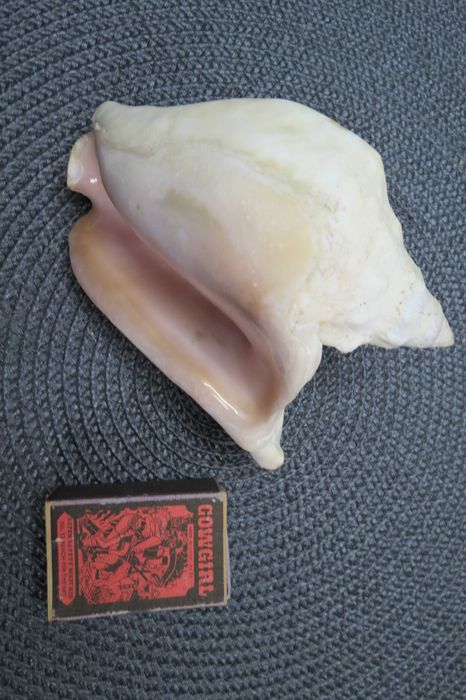 Ракушка большая мушлi