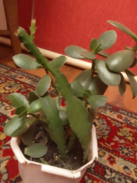 Грошове дерево та кактус