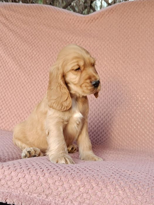 Cocker spaniel angielski Piesek !