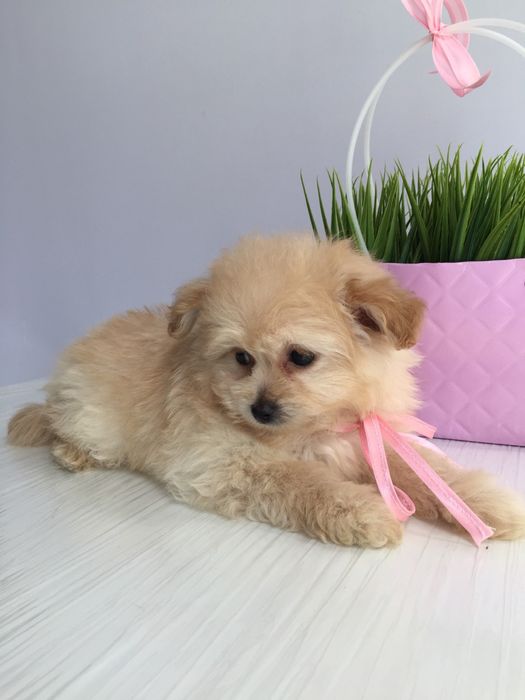 Помапу гарненькі дівчатка