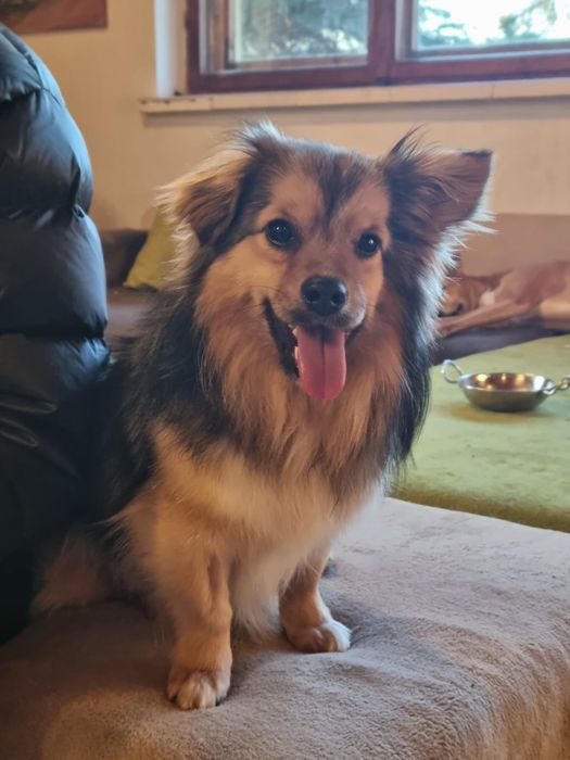 Karmelek szuka domu.