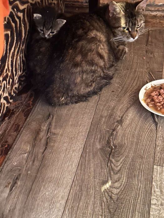 Кошенята , котики