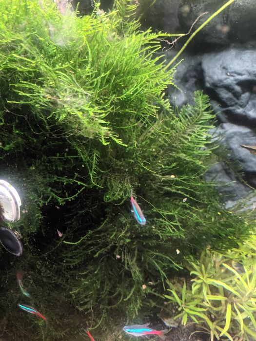 Christmas  Moss mech duża porcja