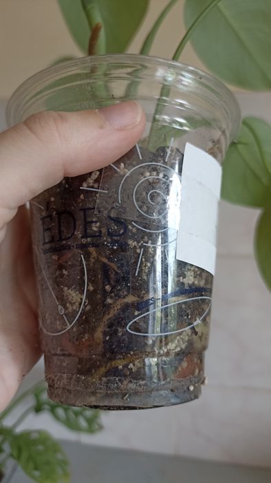 Монстера делікатесна (Monstera deliciosa)