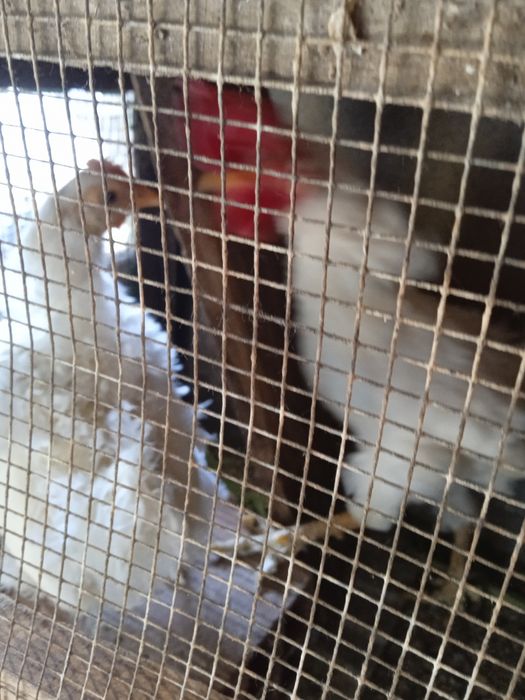 Vendo Garnizes puros