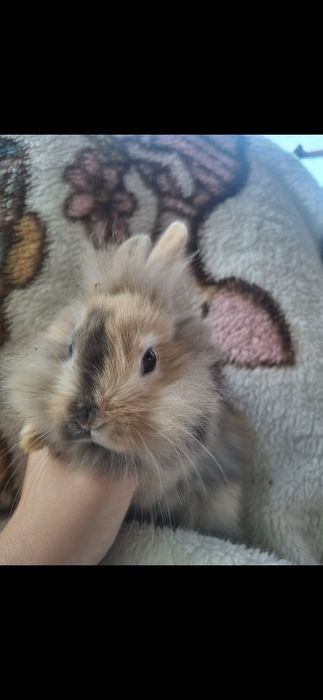 Miniaturki króliczki