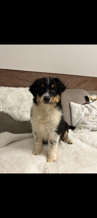 Owczarek australijski