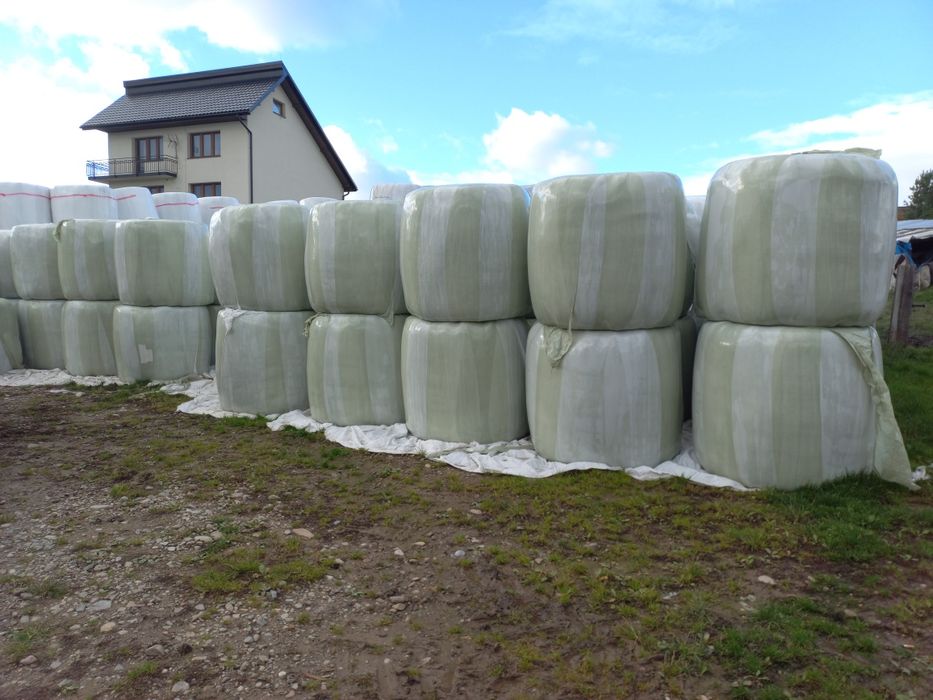 Bele bole sianokiszonka