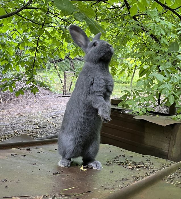 Кролики породи віденський блакитний